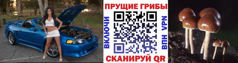 Галлюциногенные грибы Psilocybe Карасук